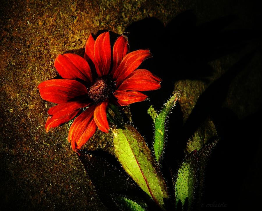 Red Coneflower Photograph by Chris Berry