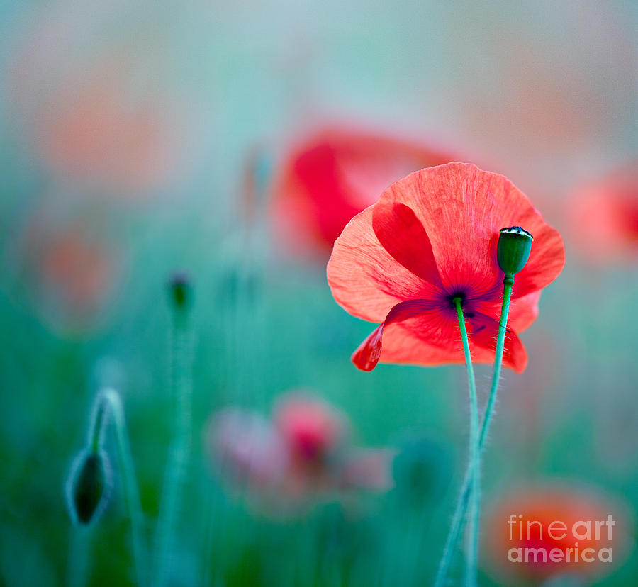 Poppy Photograph - Red Corn Poppy Flowers 04 by Nailia Schwarz