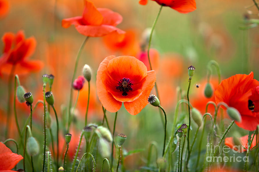 Poppy Photograph - Red Corn Poppy Flowers 05 by Nailia Schwarz