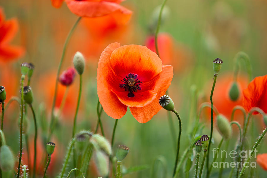 Poppy Photograph - Red Corn Poppy Flowers 07 by Nailia Schwarz