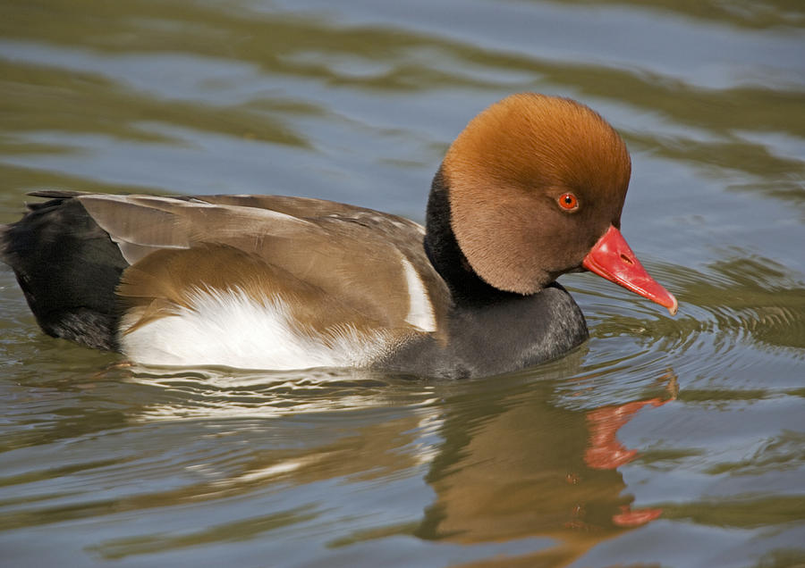 Duck Photograph - Red-crested Pochard by Bob Gibbons