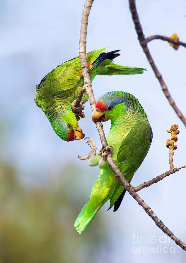 Red-Crowned Amazon Pair Photograph by Anthony Mercieca and Photo Researchers