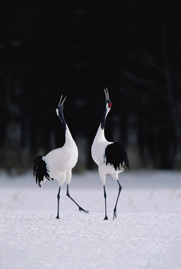Red-crowned Crane Grus Japonensis Photograph by Konrad Wothe
