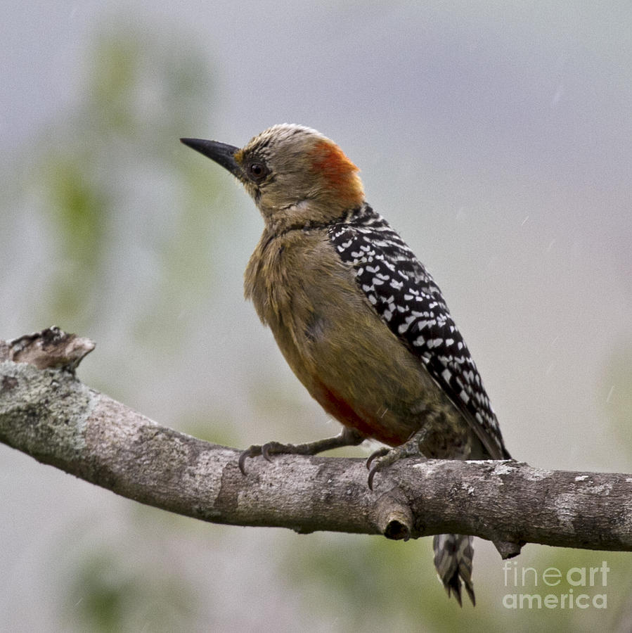Woodpecker Photograph - Red-Crowned Woodpecker by Heiko Koehrer-Wagner