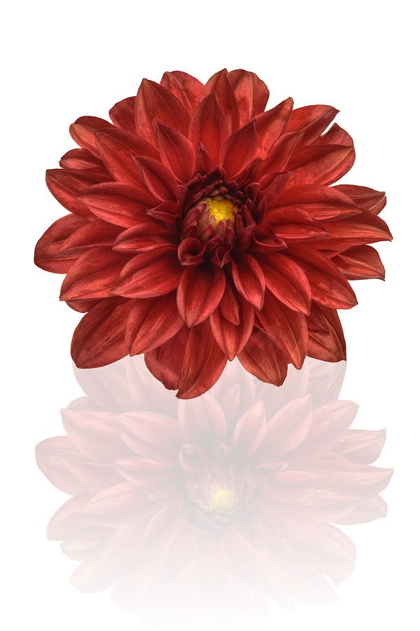 Red Dahlia Photograph by Al Hurley