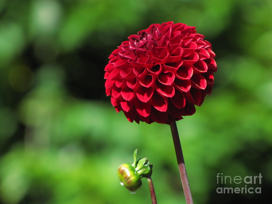 Red dahlia and bud Photograph by Sean Griffin