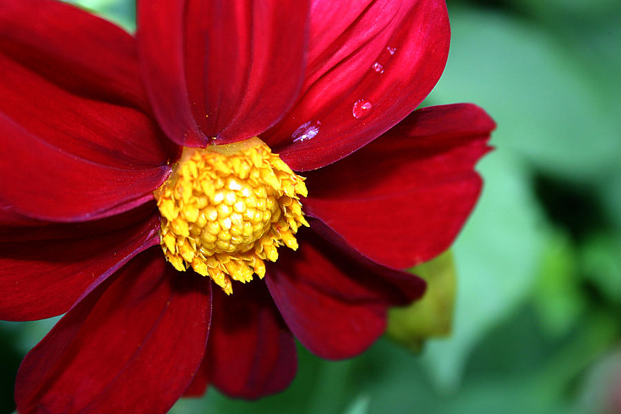 Red dahlia Photograph by Emanuel Tanjala