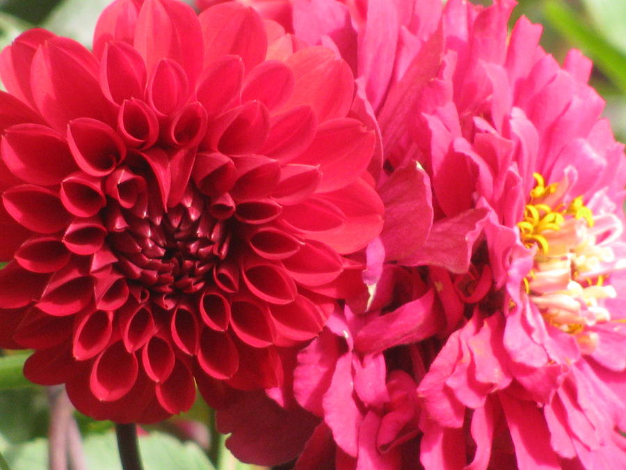 red Dahlias with pink Zinnia Photograph by Alfred Ng