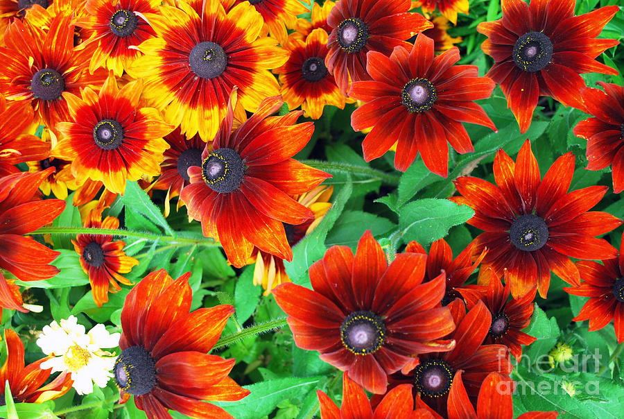 Red Daisies  Photograph by Bill Thomson