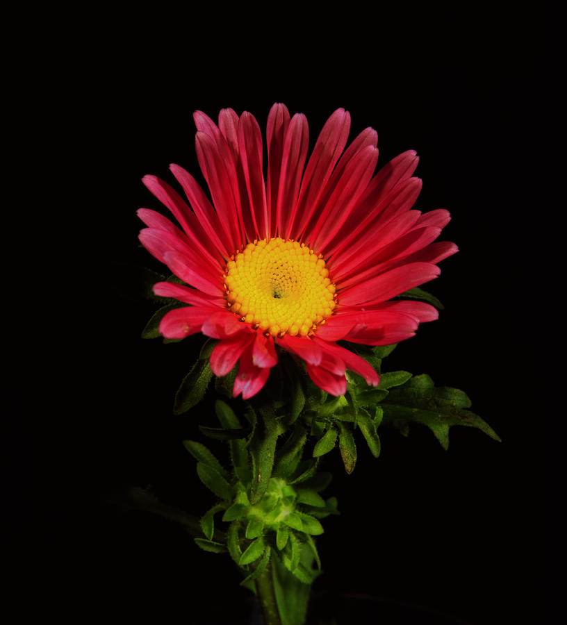 Red Daisy. Photograph by Chris  Kusik