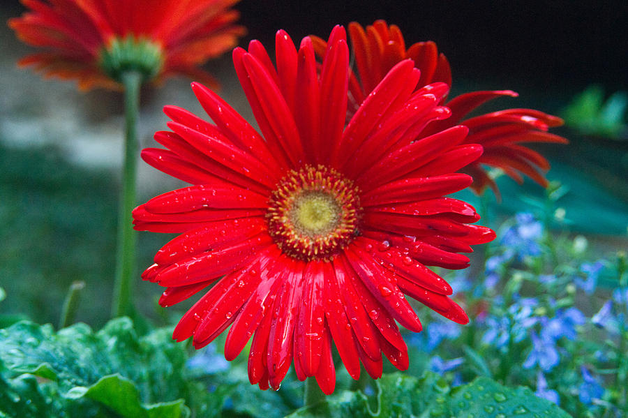 Daisy Photograph - Red Daisy by Douglas Barnett