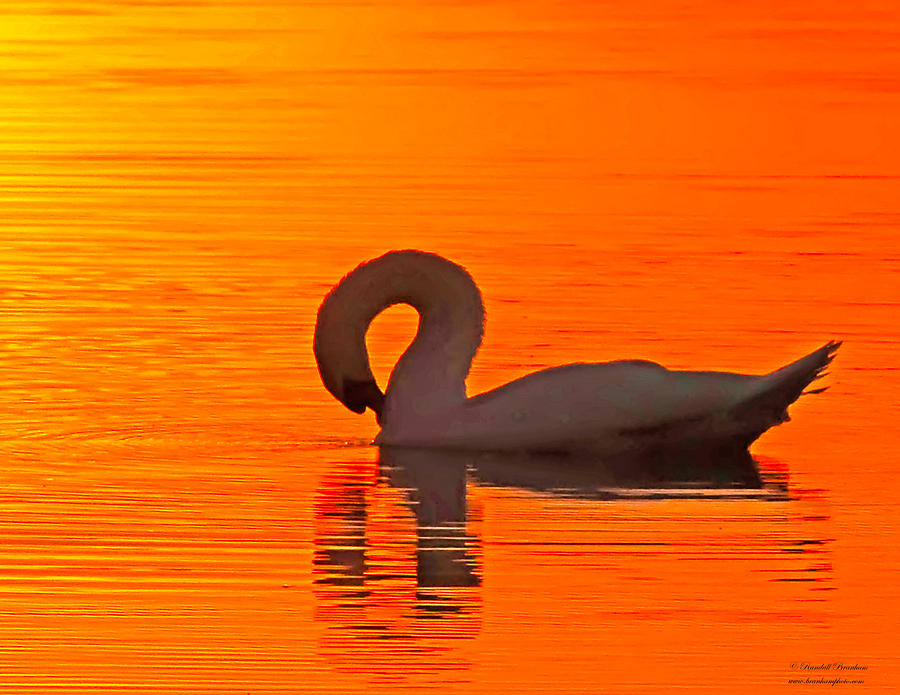 Red Dawn Swan Photograph by Randall Branham