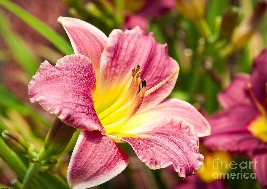 Red Day Lily Photograph by Anne Kitzman - Fine Art America