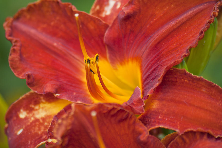 Red Day Lily by Jason Pryor Red Day Lily by Jason Pryor