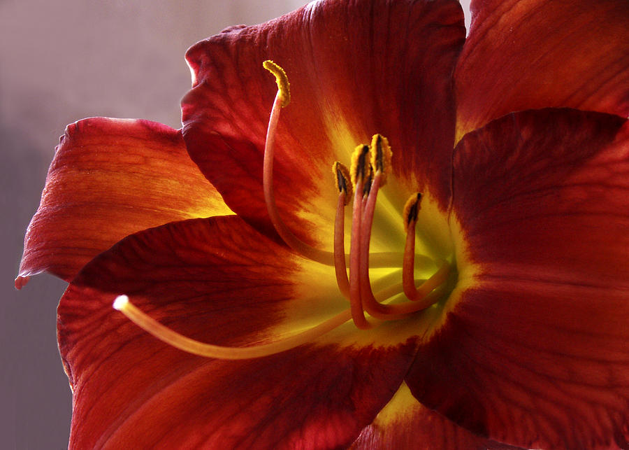 Red Day Lily Photograph by Nancy Griswold