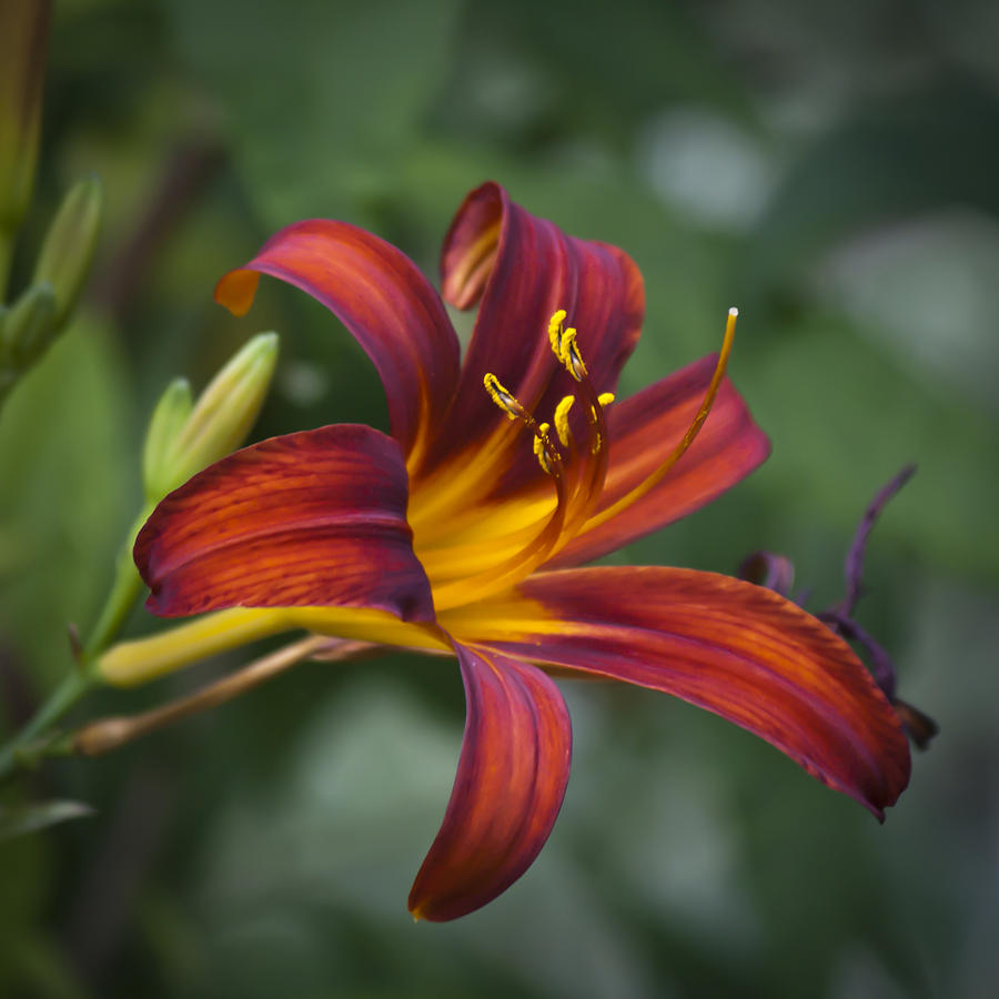 Red Daylily Squared Photograph by Teresa Mucha
