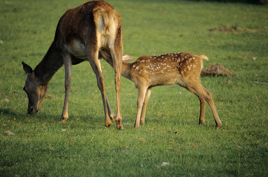 Red Deer Calf Suckling Photograph by David Aubrey - Fine Art America