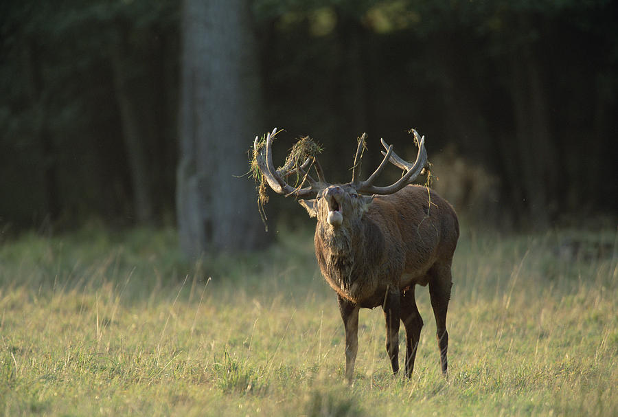 Red Deer Cervus Elaphus Male Calling Photograph by Konrad Wothe