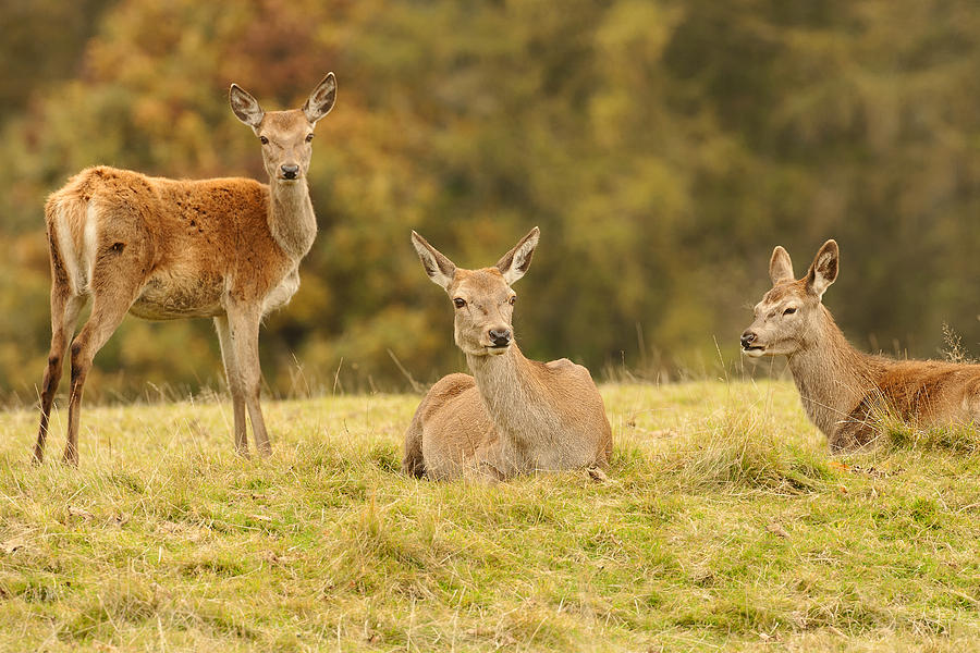 Red Deer Hinds Photograph by Paul Scoullar