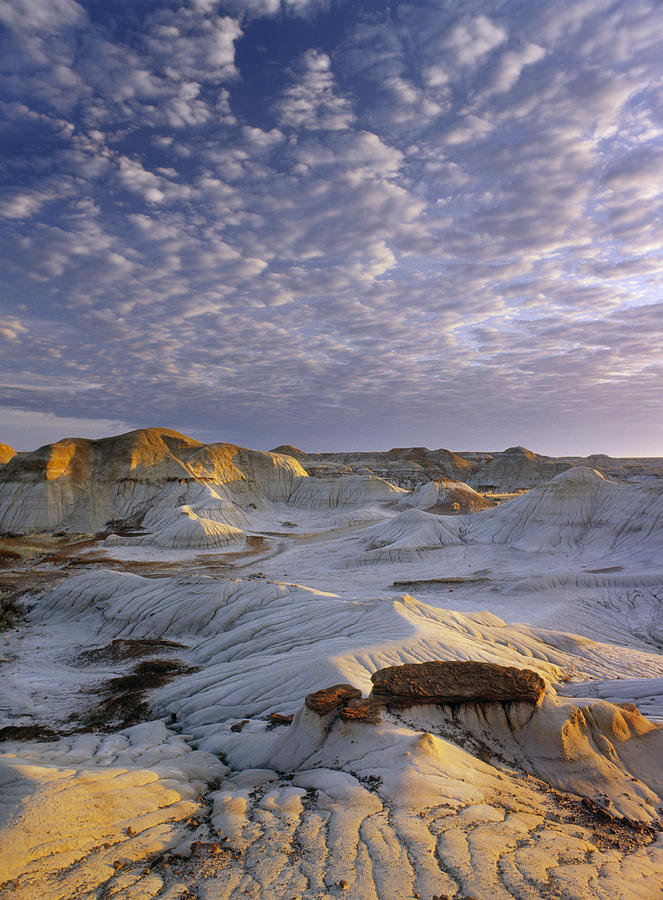 badlands dinosaur dig