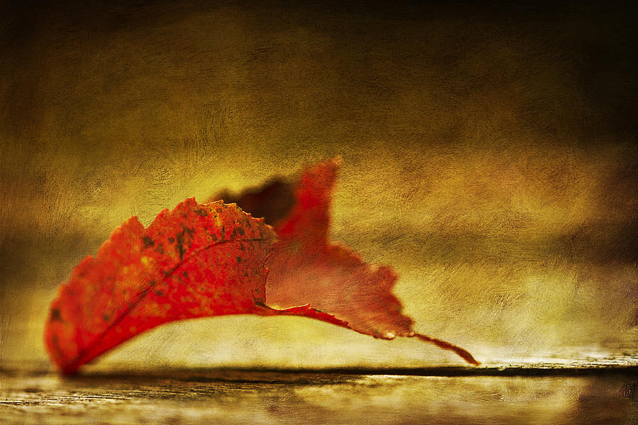 Lief Photograph - Red by Dmitriy Mirochnik Lief Photograph - Red by Dmitriy Mirochnik
