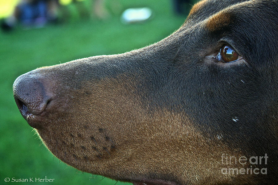 Red Doberman Champion  Photograph by Susan Herber
