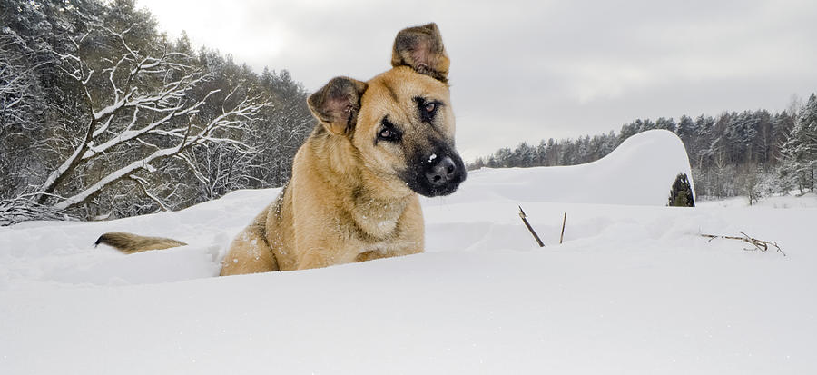 Dog Photograph - Red dog sits in a snowdrift by Aleksandr Volkov