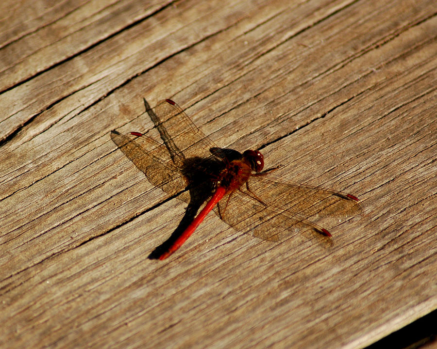 Red Dragon Fly Photograph by LeeAnn McLaneGoetz McLaneGoetzStudioLLCcom