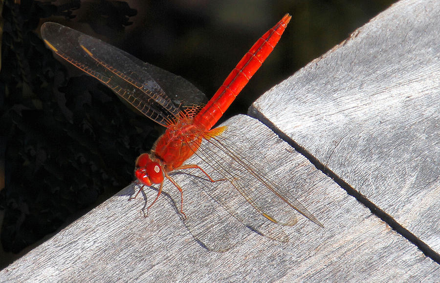 Red Dragon Fly Photograph by Rosalie Scanlon