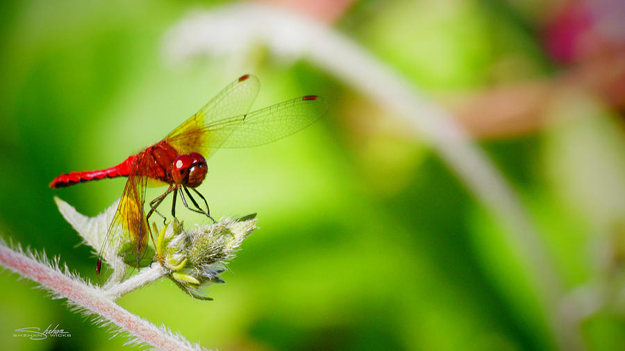 Red Dragon Fly Photograph by Shehan Wicks