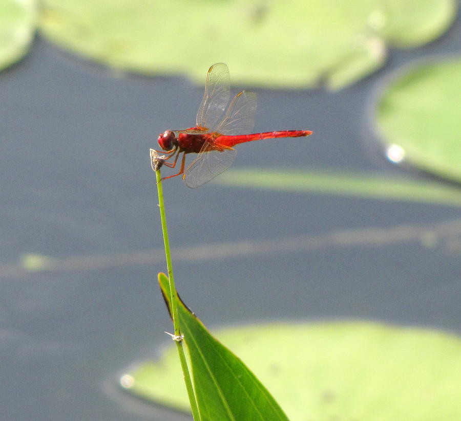 Nature Photograph - Red Dragonfly by Brenda Alcorn