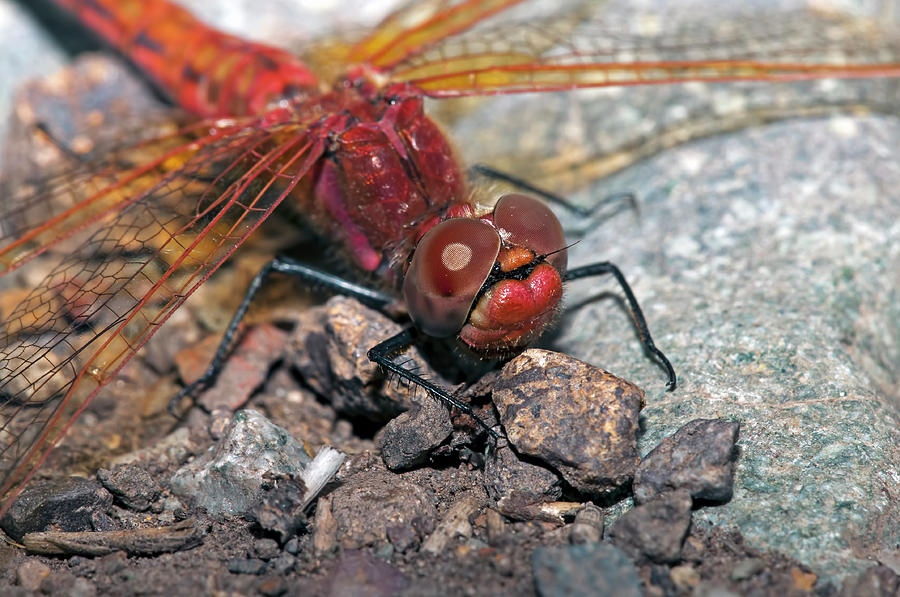 Red DragonFly closeup Photograph by Terry Dadswell