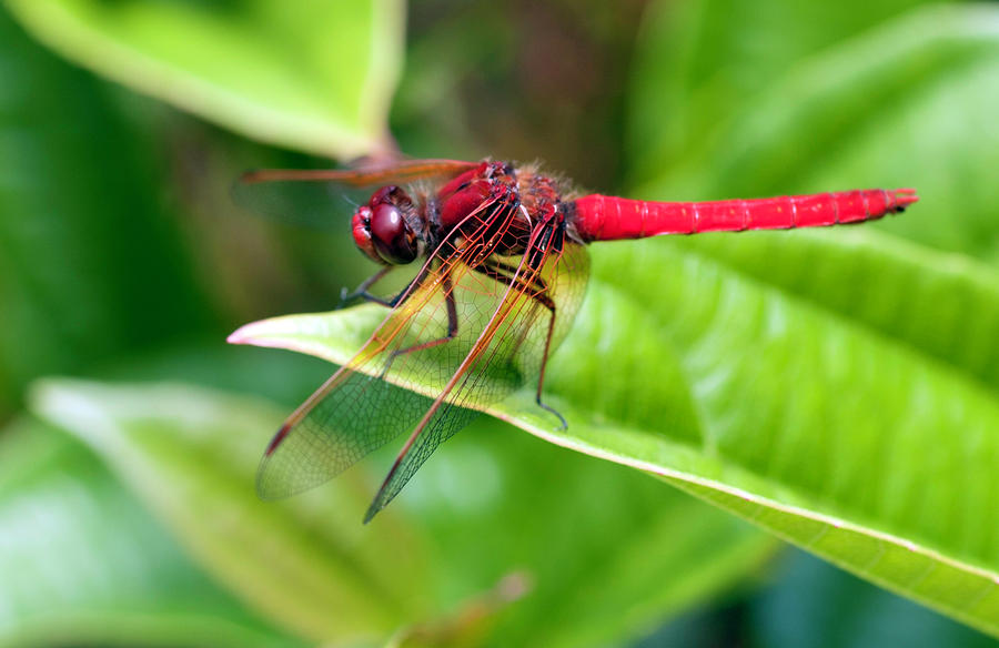 Red Dragonfly Photograph by Dan McManus