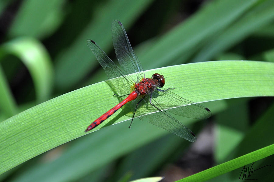 Red Dragonfly Photograph by Mark Valentine