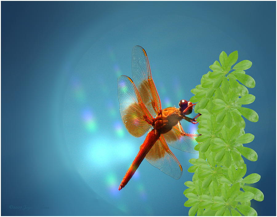 Red Dragonfly On Umbrella Plant Digital Art by Joyce Dickens