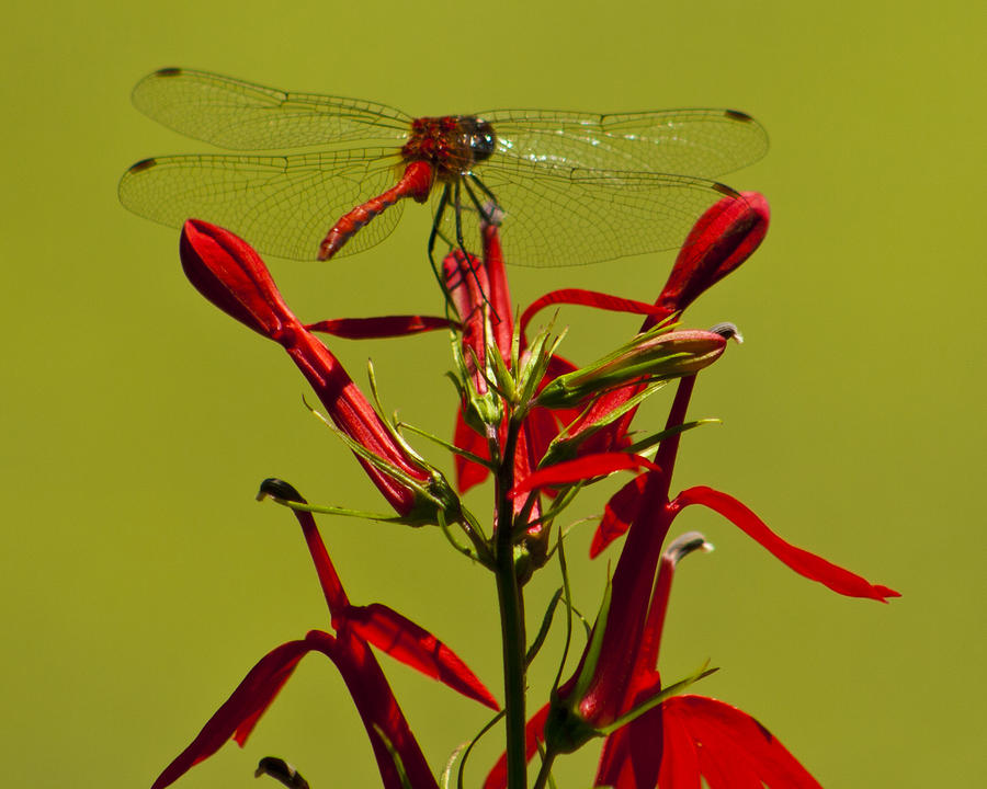 Red Dragonfly Photograph by Scott Wood
