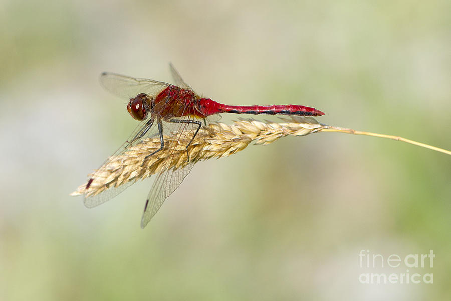 Red Dragonfly Photograph by Sharon Talson