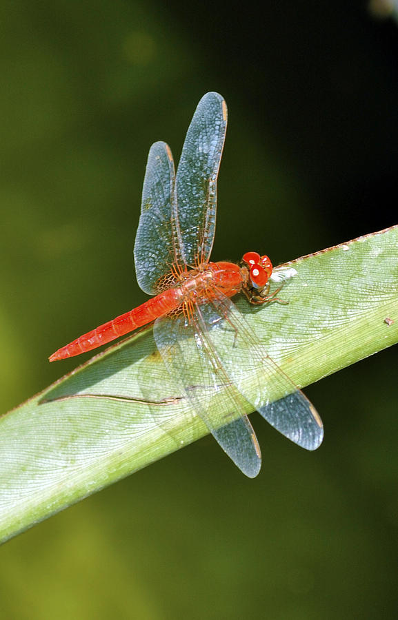 Nature Photograph - Red dragonfly by Sumit Mehndiratta