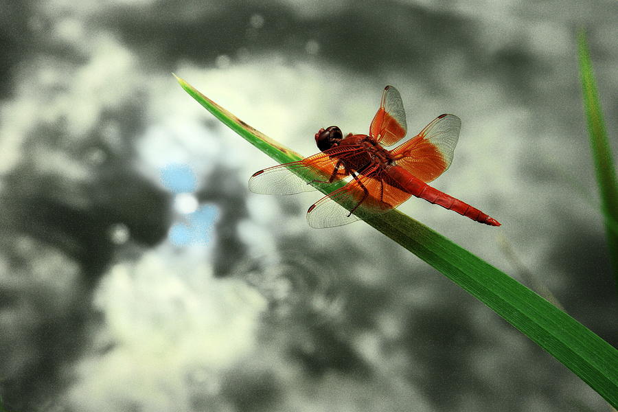 Red Dragonfly Photograph by Viktor Savchenko