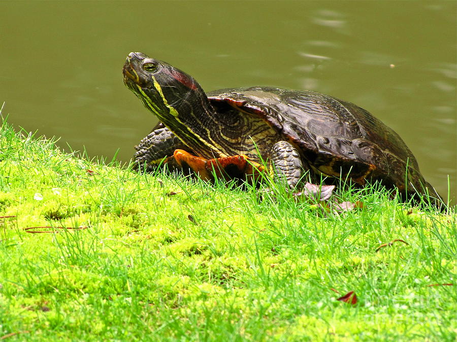 Red-Eared Slider Photograph by Sean Griffin