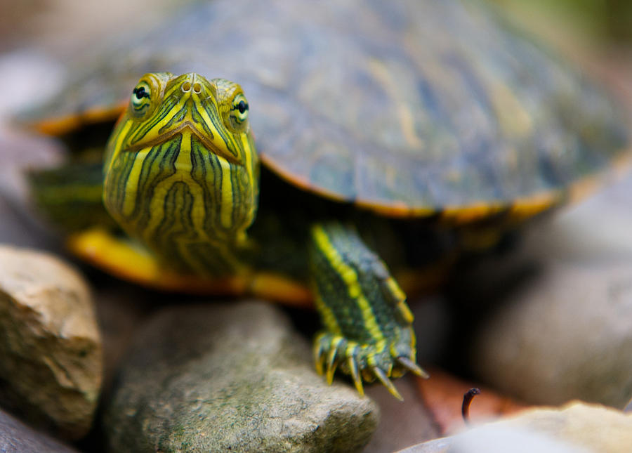 Red Eared Slider Turtle Front View Photograph by Kelly Riccetti