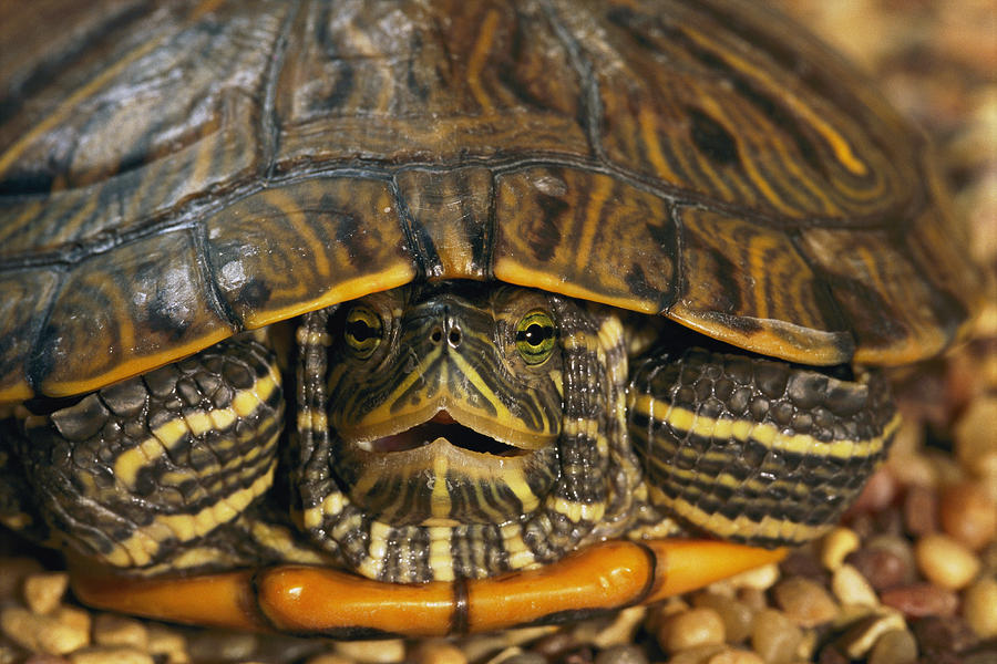 Red-eared Slider Turtle Hiding Photograph by Darlyne A. Murawski