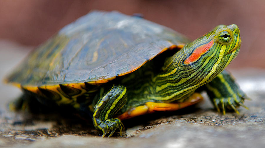 Red Eared Slider Turtle Side View Photograph by Kelly Riccetti