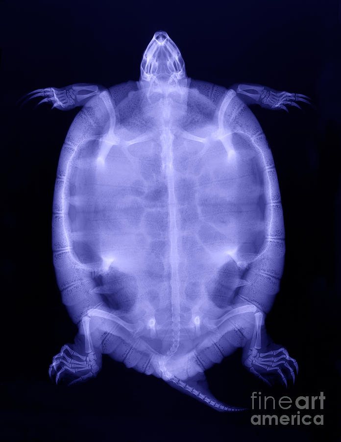 Red-eared Slider Turtle X-ray Photograph by Ted Kinsman