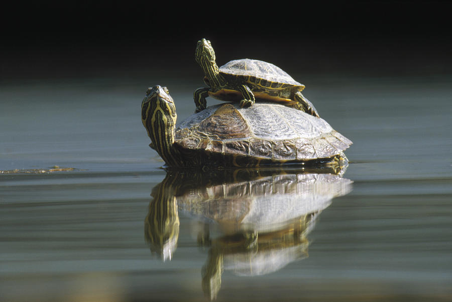 Red Eared Sliders in Pond Photograph by Konrad Wothe