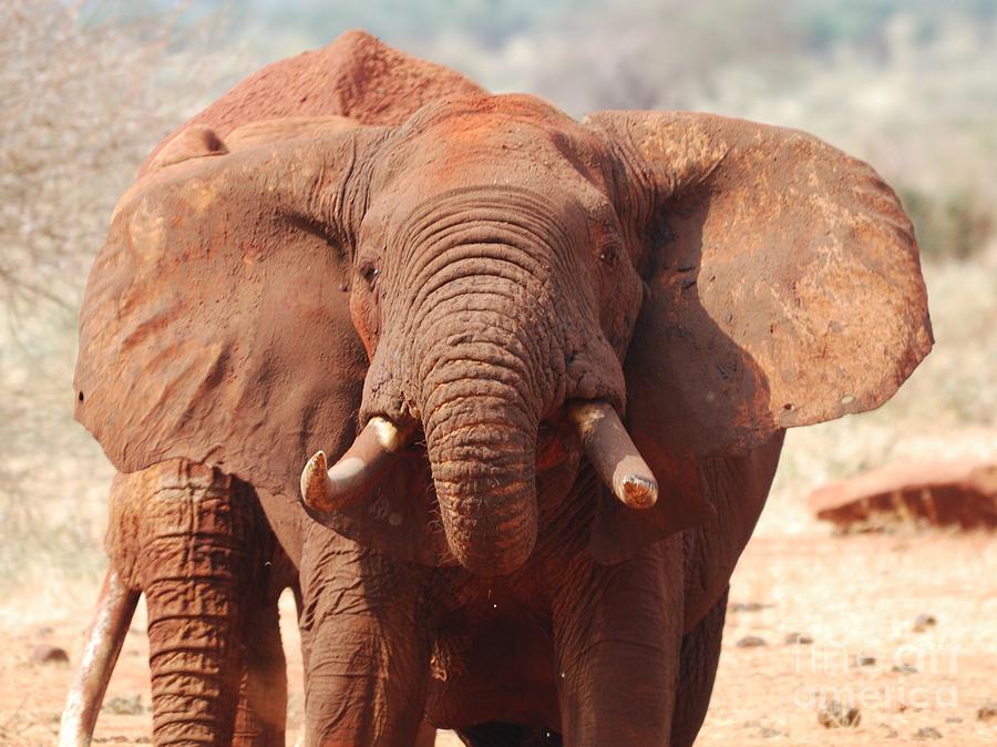 Tsavo East Photograph - Red Elephant Drinking by Alan Clifford Tsavo East Photograph - Red Elephant Drinking by Alan Clifford