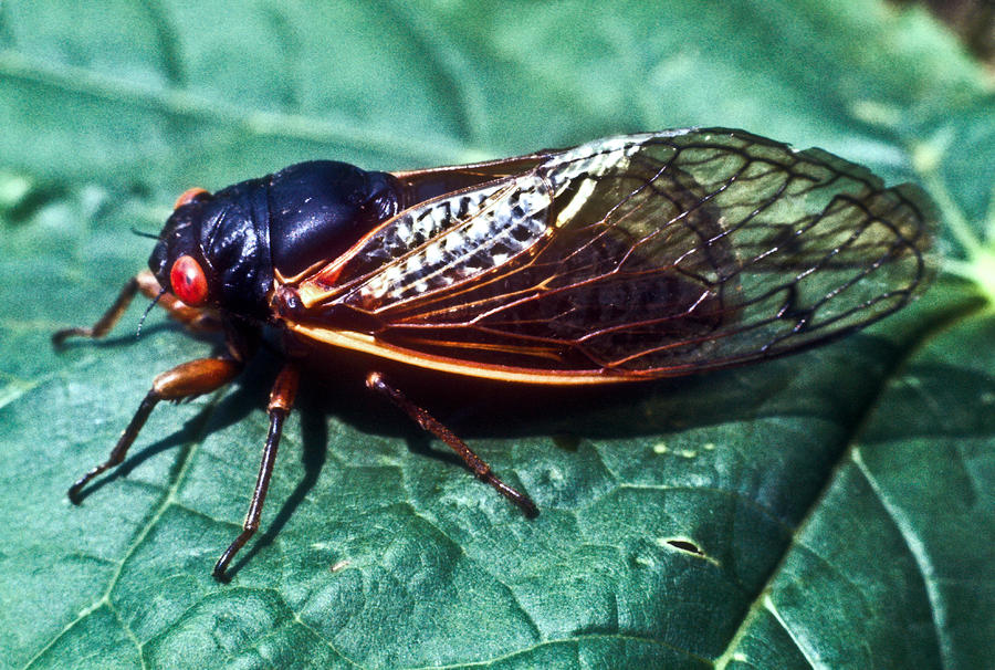 Red Eyed Cicada by Douglas Barnett