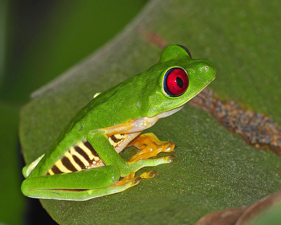 Red-eyed Leaf Frog Photograph by Tony Beck