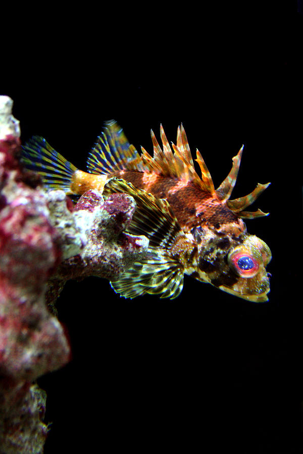 Red Eyed Scorpion Fish Photograph by Jennifer Bright Burr