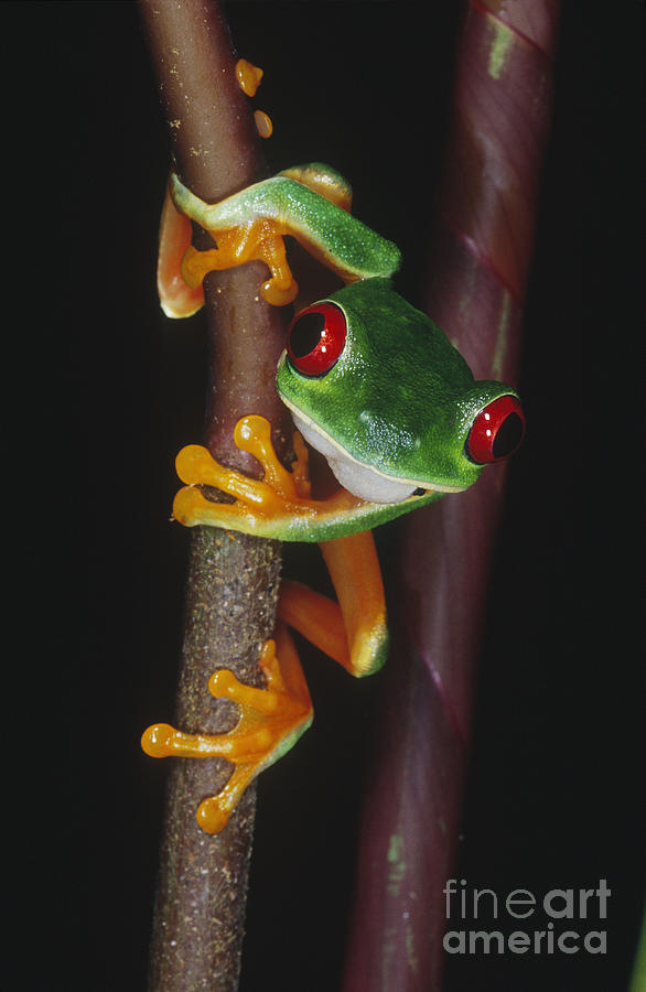 Red-eyed Tree Frog Agalychnis Callidryas Photograph by Gregory G. Dimijian, M.D.